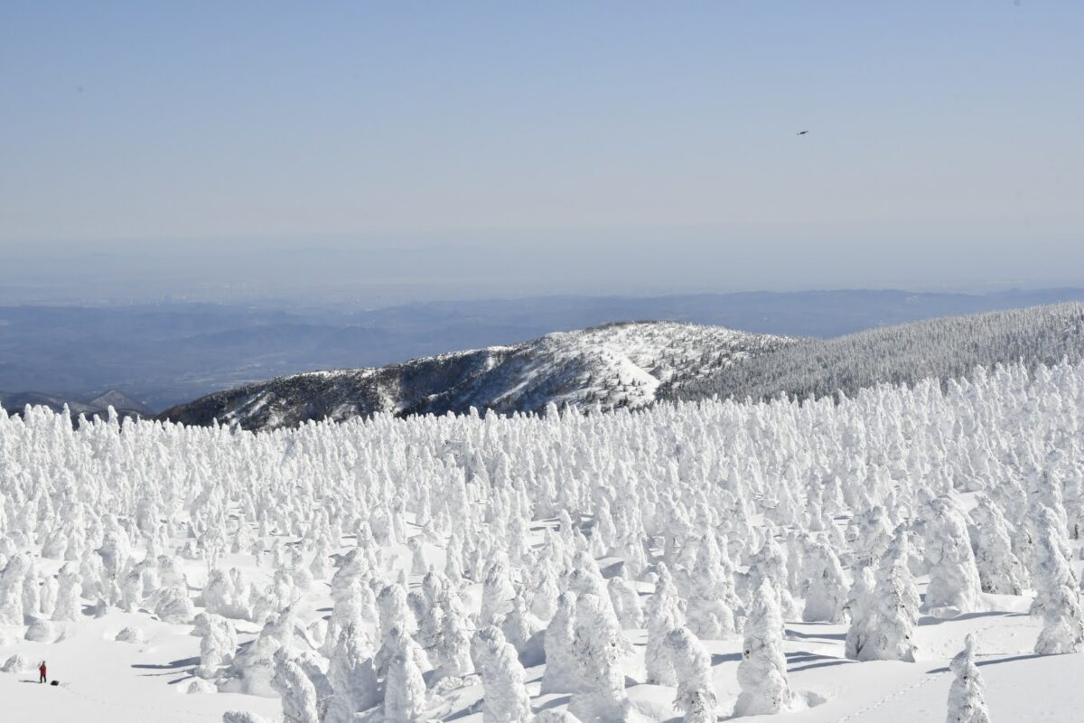 樹氷原の写真。圧巻のパノラマです。