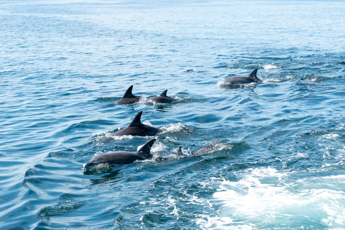 天草の海に棲むイルカの群れ