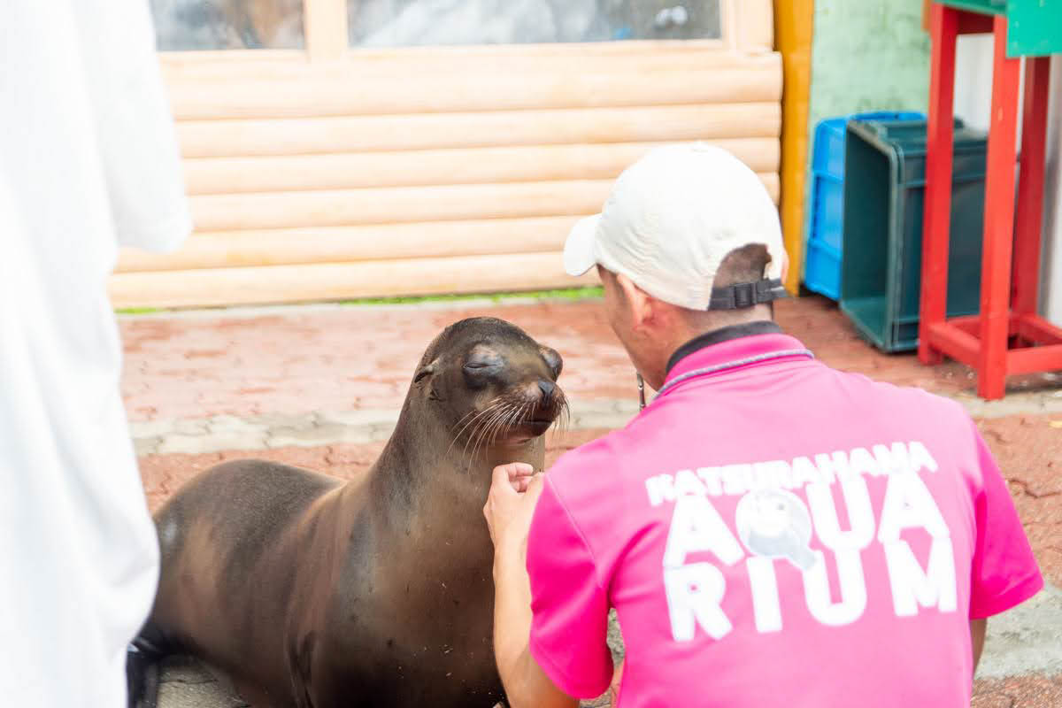 桂浜水族館とオットセイ